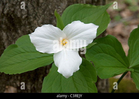 Flor blanca grande Trillium grandiflorum oriental de los Estados Unidos Foto de stock