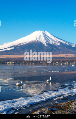 En Swan Lake, con el Monte Fuji en segundo plano. Foto de stock