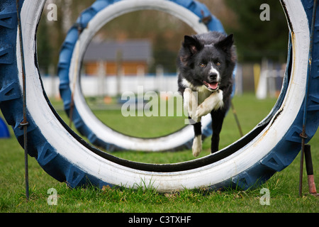 El Border Collie (Canis lupus familiaris) que se ejecutan a través de los neumáticos en la carrera de obstáculos Foto de stock