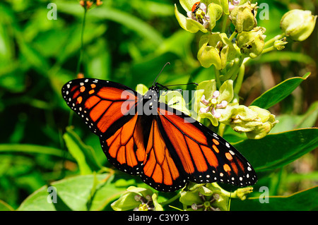 planta anfitriona monarch Foto de stock