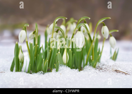Snowdrop flores que crecen bajo la nieve, tiempo de primavera Foto de stock