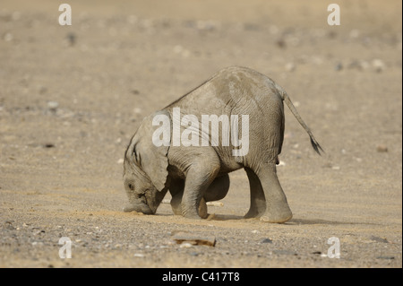Los elefantes del desierto, Loxodonta africana, seco del río Hoanib, Namibia, Africa, de enero de 2011 / Wüstenelefanten