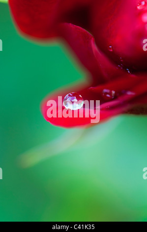Gota de lluvia de pétalos de rosas rojas sobre un fondo verde