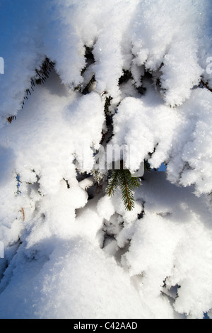 Ramas de picea cubierta de nieve ( picea abies ), Finlandia Foto de stock