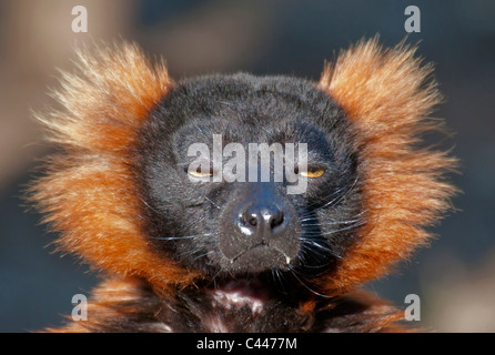 Rojo ruffed lemur, varecia variegata rubra, amenazadas, animal, retrato, cabeza, hocico, lemur, close-up, gracioso Foto de stock