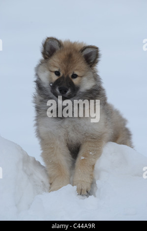 Eurasier, Euroasiático (Canis lupus familiaris), cachorro de pie en la nieve.