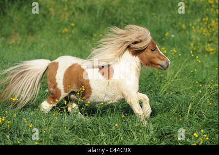 Miniatura Shetland Pony (Equus ferus caballus). Semental Pinto en un galope en una pradera. Foto de stock