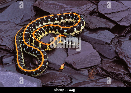 Black-necked Garter Snake, Thamnophis cyrtopsis, Texas Foto de stock