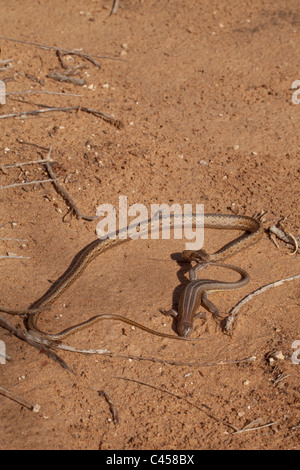 Bernier's Colubrid Dromicodryas bernieri (Serpiente). Lagarto chapado de agarre a pie. Lizard fingiendo muertos. Las regiones más secas. Madagascar. Foto de stock