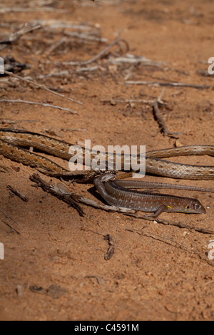 Bernier's Colubrid Dromicodryas bernieri (Serpiente). Por un lagarto chapado de agarre el pie trasero. Lizard fingiendo muertos. Las regiones más secas. Madagascar. Foto de stock