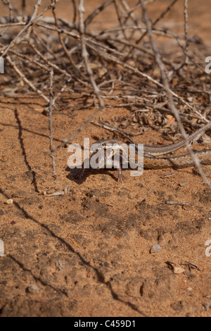 Bernier's Colubrid Dromicodryas bernieri (Serpiente). Un movimiento rápido cazador de lagarto. Las regiones más secas. Madagascar. Foto de stock