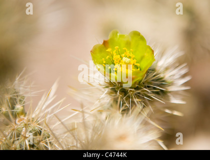 Cholla cactus en flor - Mojave, California, EE.UU.