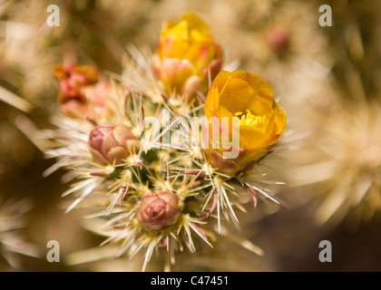 Cholla cactus en flor - Mojave, California, EE.UU.