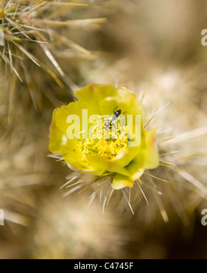 Cholla cactus en flor - Mojave, California, EE.UU.