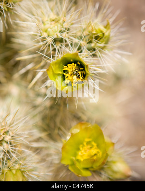 Cholla cactus en flor - Mojave, California, EE.UU.