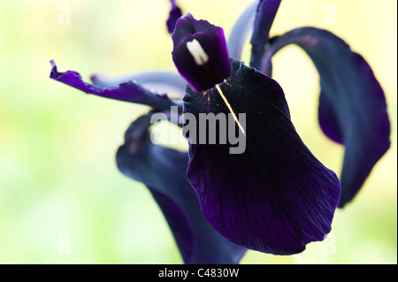 Iris chrysographes forma 'negro'. Iris (Iris goldvein negro) en un jardín. Foto de stock