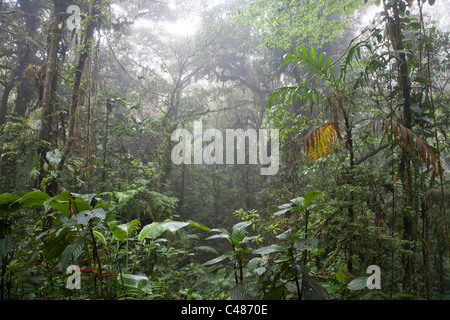 La Reserva Biológica Bosque Nuboso de Monteverde, Costa Rica Foto de stock