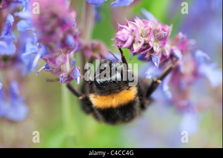 Bombus Lucorum. Bumble Bee en una flor de salvia en un jardín inglés Foto de stock