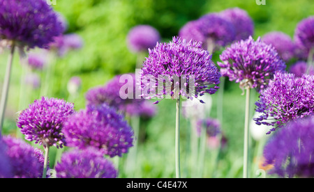 Allium hollandicum sensación de "púrpura". Cebolla flores ornamentales en RHS Wisley gardens, Inglaterra