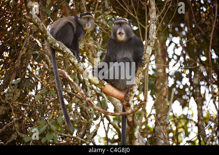 Dos diademed monos en árbol / Cercopithecus mitis Foto de stock