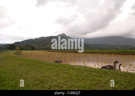 Los campos de Taro en la isla de Kauai, Hawaii.