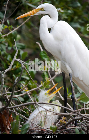 Gran Garceta Blanca de pie encima de un polluelo del bebé en el Nido de Aves Foto de stock