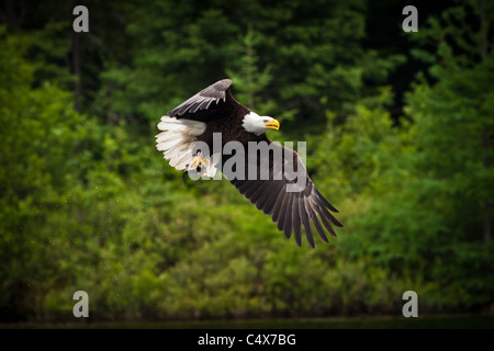 El águila calva americana (Haliaeetus leucocephalus) en vuelo con pescado Boulder Junction, Wisconsin.