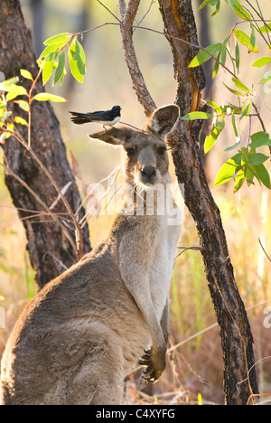 Willy wagtail encaramado sobre la oreja del canguro gris oriental (Macropus giganteus) en Undara National Park en Queensland Australia Foto de stock