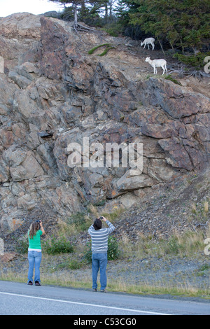 Los turistas fotografiar un Dall sheep oveja y cordero en las rocas al lado de la carretera de Seward, Southcentral Alaska, Verano Foto de stock