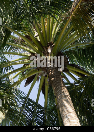 Árbol de coco, plantas tropicales, Foto de stock