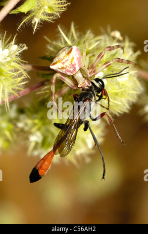 Araña cangrejo (Thomisus onustus) atacaran a una avispa de Arena (Ammophila heydeni) Foto de stock