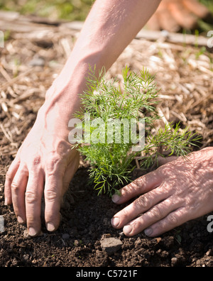 Manos plantar un árbol en el suelo