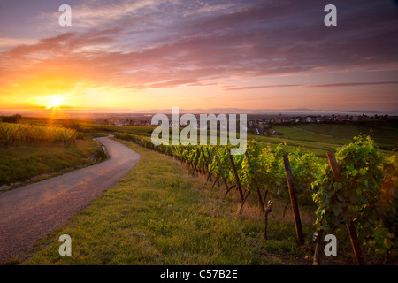 Amanecer sobre los viñedos ubicados a lo largo de la famosa Route des Vins cerca Zellenberg, en Alsacia, Francia Foto de stock