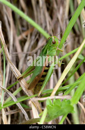 Common Green Grasshopper, Omocestus viridulus, Orthoptera: Acrididae. Foto de stock