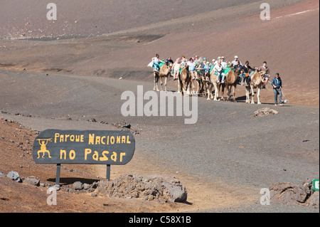Dromedario (Camelus dromedarius) Excursiones turísticas a través del Parque Nacional de Timanfaya, Lanzarote, ESPAÑA Foto de stock