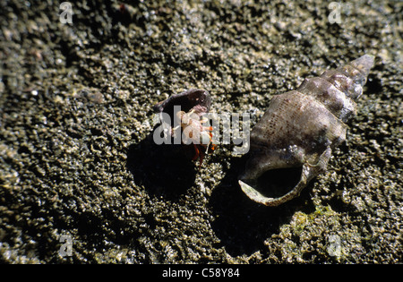 Un cangrejo ermitaño emerge desde un shell cerca de una concha grande en Baja California Sur, México. © Craig M. Eisenberg Foto de stock