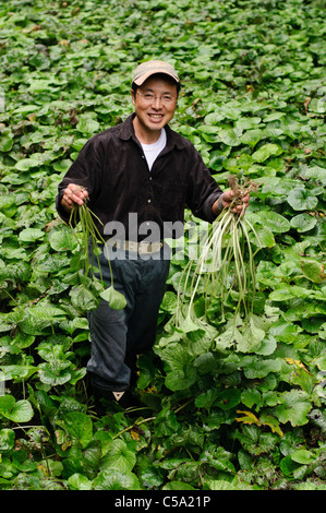 Wasabi Marutou CEO Tomoya Iida sosteniendo el wasabi en su campo, Shimoda, Japón, 17 de octubre de 2010. Foto de stock