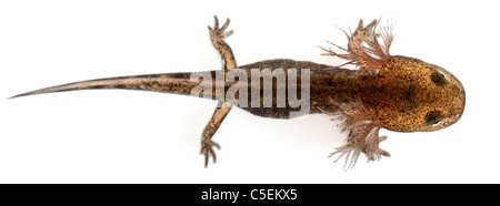 Fire Salamander larva mostrando las branquias externas, Salamandra salamandra, delante de un fondo blanco Foto de stock