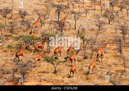 Vista aérea de la jirafa reticulada (Giraffa camelopardalis reticulata) en Kenia.