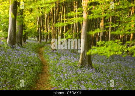 Ruta a través de campanillas (Hyacinthoides non-scripta) en la haya (Fagus sp.) del bosque. La primavera. Los priores de madera. Somerset. Inglaterra. En el Reino Unido.