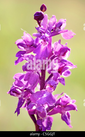 Principios Purple Orchid Orchis mascula Park Gate UK abajo Foto de stock