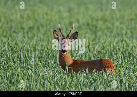 El corzo (Capreolus capreolus) buck en el campo, Alemania El corzo (Capreolus capreolus) buck en el campo, Alemania
