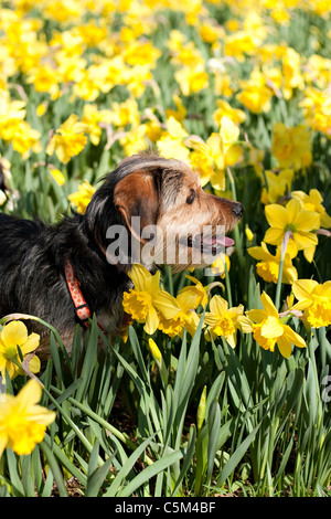 Un lindo terrier MIX BREED cachorro caminando por el campo de narcisos amarillos en la primavera.