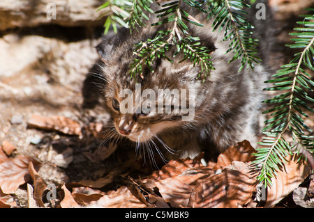 Los jóvenes europeos wildcat, Felis silvestris, explorar el medio ambiente