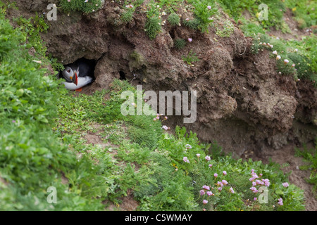 Frailecillo atlántico (Fratercula arctica). Asomándose por adultos de nido burrow. Sumburgh Head, Shetland, Escocia.