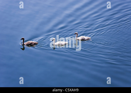 Austria, el lago Hallstatt, Swan polluelos Foto de stock