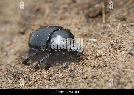 Escarabajo dor en sandy suciedad Geotrupes stercorarius Foto de stock
