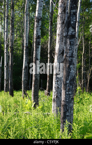 El Álamo (Populus tremuloides) - stand durante los meses de verano en Livermore, New Hampshire, EE.UU. Foto de stock