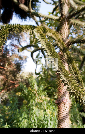 El Monkey Tree en Chelsea Physic Garden, también conocido como Araucaria o Monkey Trail, árbol Araucaria araucana, Evergreen