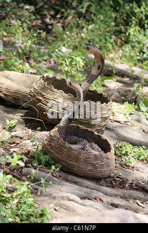 Las serpientes en los encantadores de serpientes cesta Foto de stock